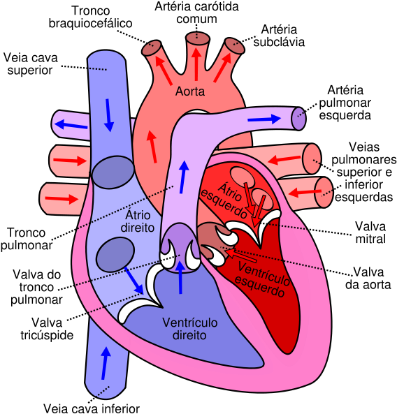 Real Human Heart Labeled - Sistem Peredaran Darah Pada Jantung (600x600), Png Download