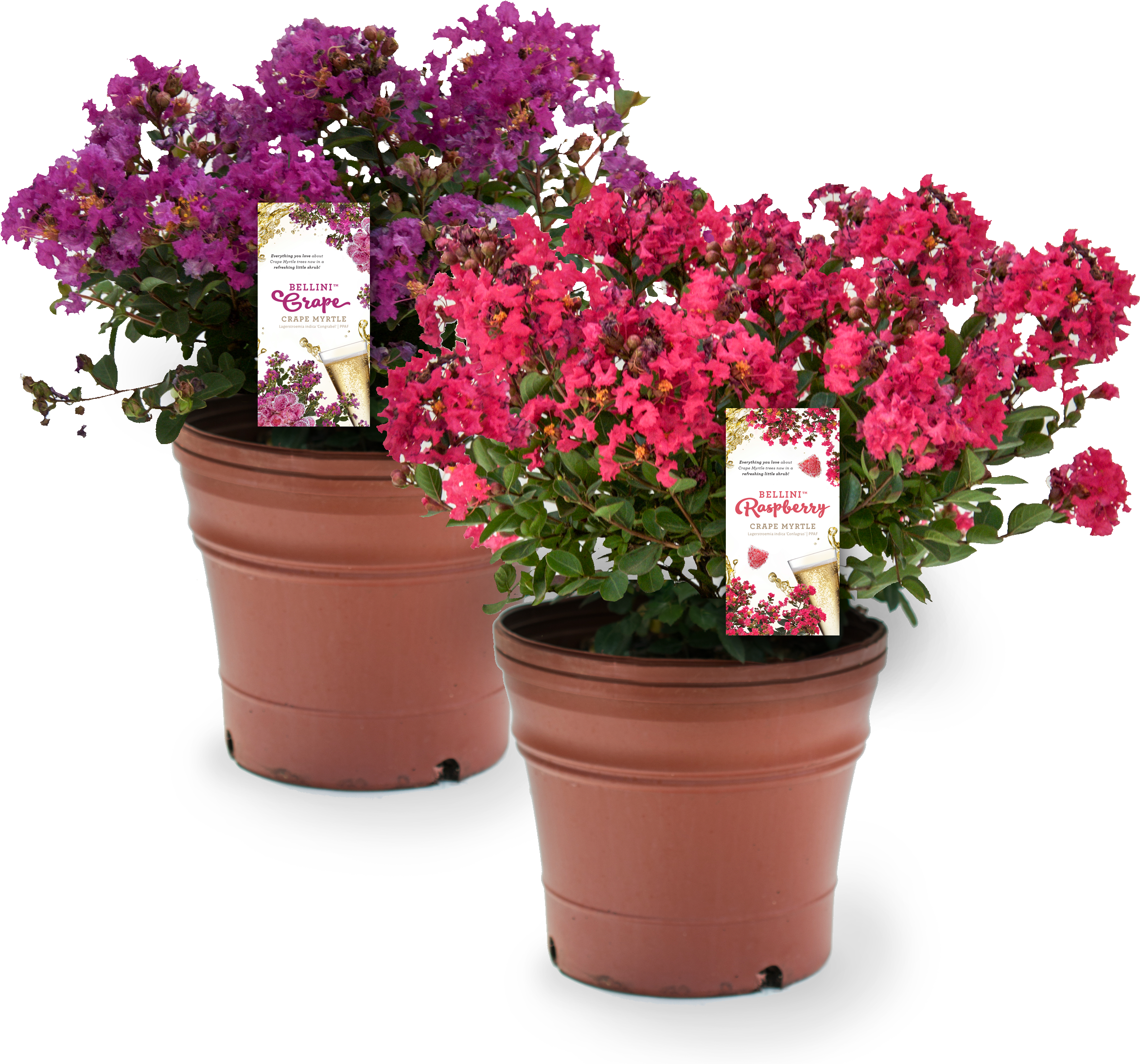 Earlier Flowering On A Refreshing Compact Shrub Make - Flowerpot (2423x2236), Png Download