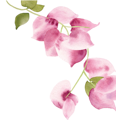 Bougainvillea (500x700), Png Download