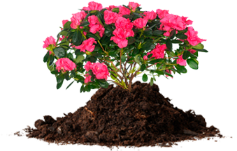 African Violets, Azalea - Dirt And Other Stories (400x300), Png Download