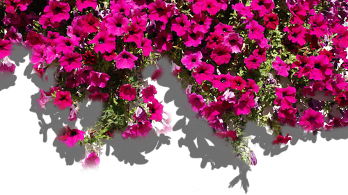 Floweds - الحمد لله مل السماوات و الارض (500x281), Png Download