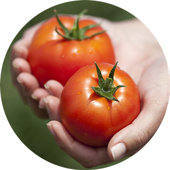 Plum Tomato (350x350), Png Download