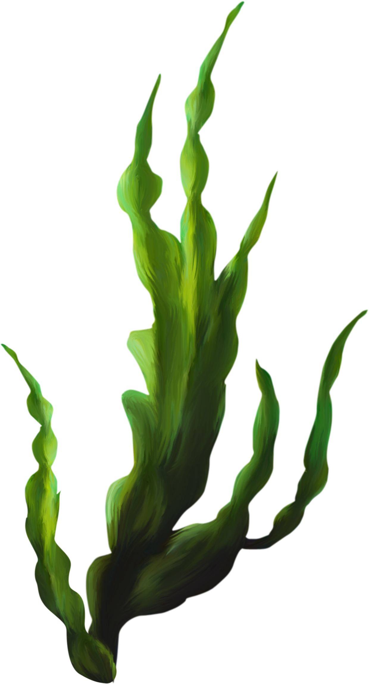 Seaweed Png Transparent (1240x2299), Png Download
