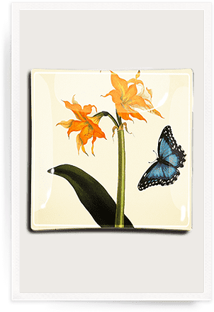 Amaryllis And Butterfly Decoupage Glass Tray - Picture Frame (320x450), Png Download