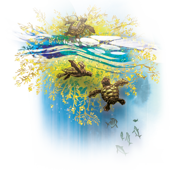Hatchling Loggerhead Turtles That Find Refuge In Floating - Turtles In Sargassum Seaweed (569x568), Png Download