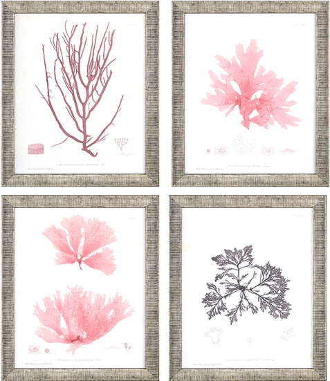 Seaweed Iv Pk/4 - Giclee Painting: Bradbury's Laurencia Caespitosa, 16x12in. (550x550), Png Download