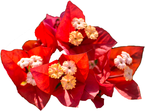 Bougainvillea Drawing Kid Picture Black And White Download - Bougainvillea (600x400), Png Download