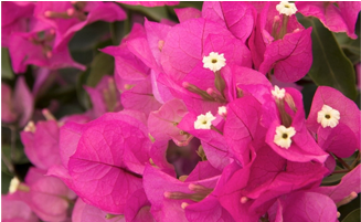 Bougainvillea Texas Dawn (724x200), Png Download