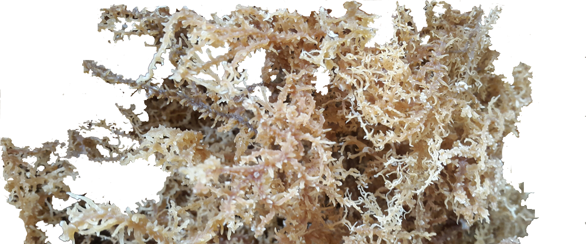 Seaweed-preview - Pt Amarta Carrageenan (1170x488), Png Download