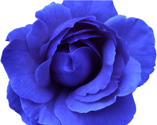 Blue Rose Clipart Different Flower - Flower Free To Use Png (640x480), Png Download