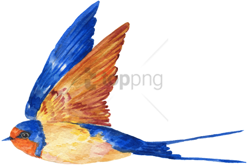 Free Png Download Transparent Blue Bird Png Images - Portable Network Graphics (850x567), Png Download