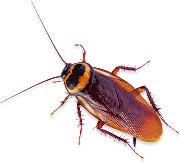 100% Satisfaction Guarantee - Cockroach Png (600x552), Png Download