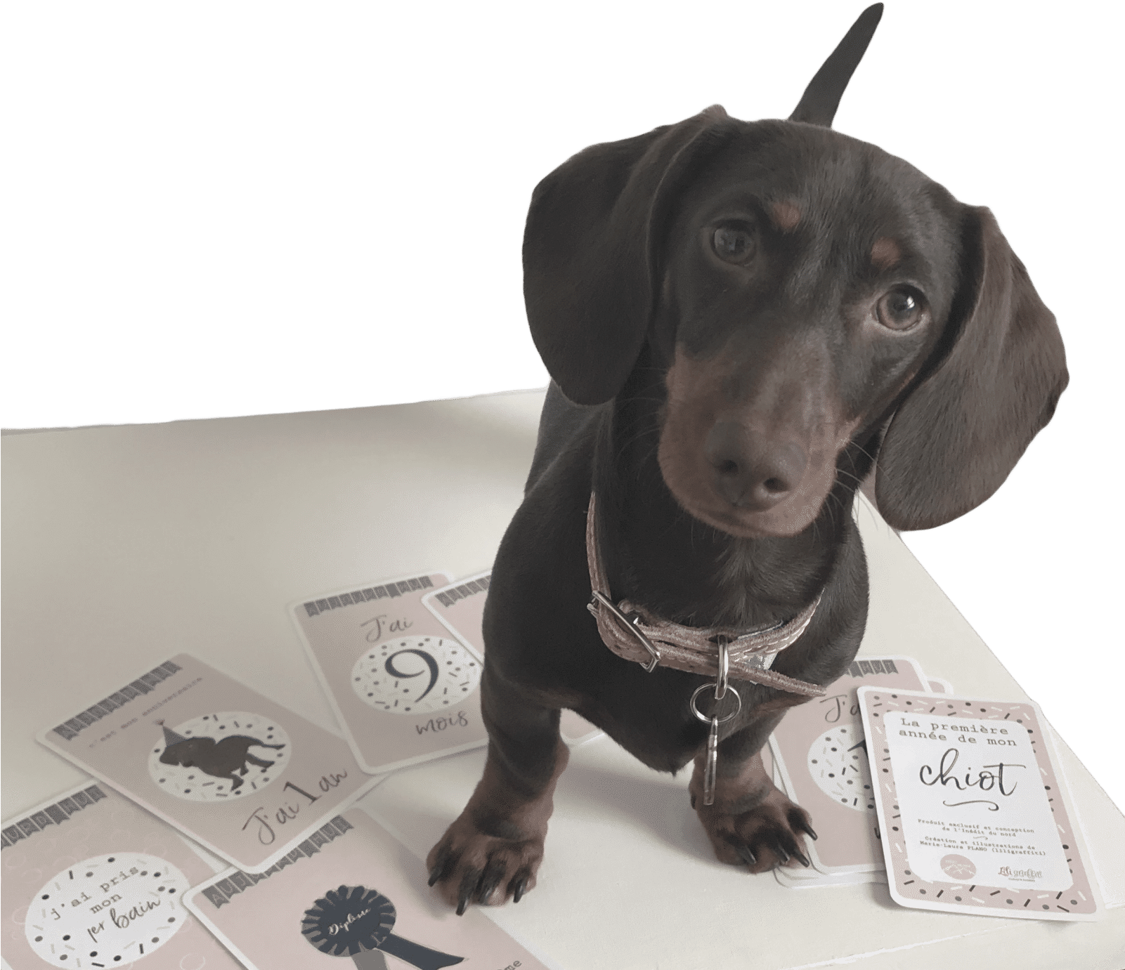 Accueil-cateì Gorie - Dachshund (1600x2048), Png Download
