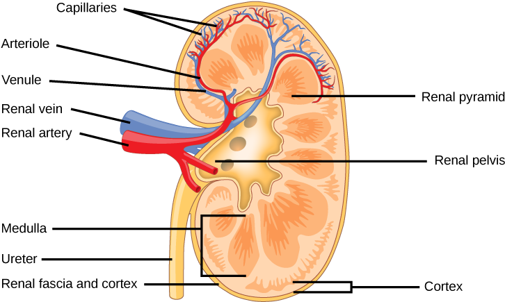 The Kidney Is Shaped Like A Kidney Bean Standing On - Happens When You Drink Salt Water (725x441), Png Download