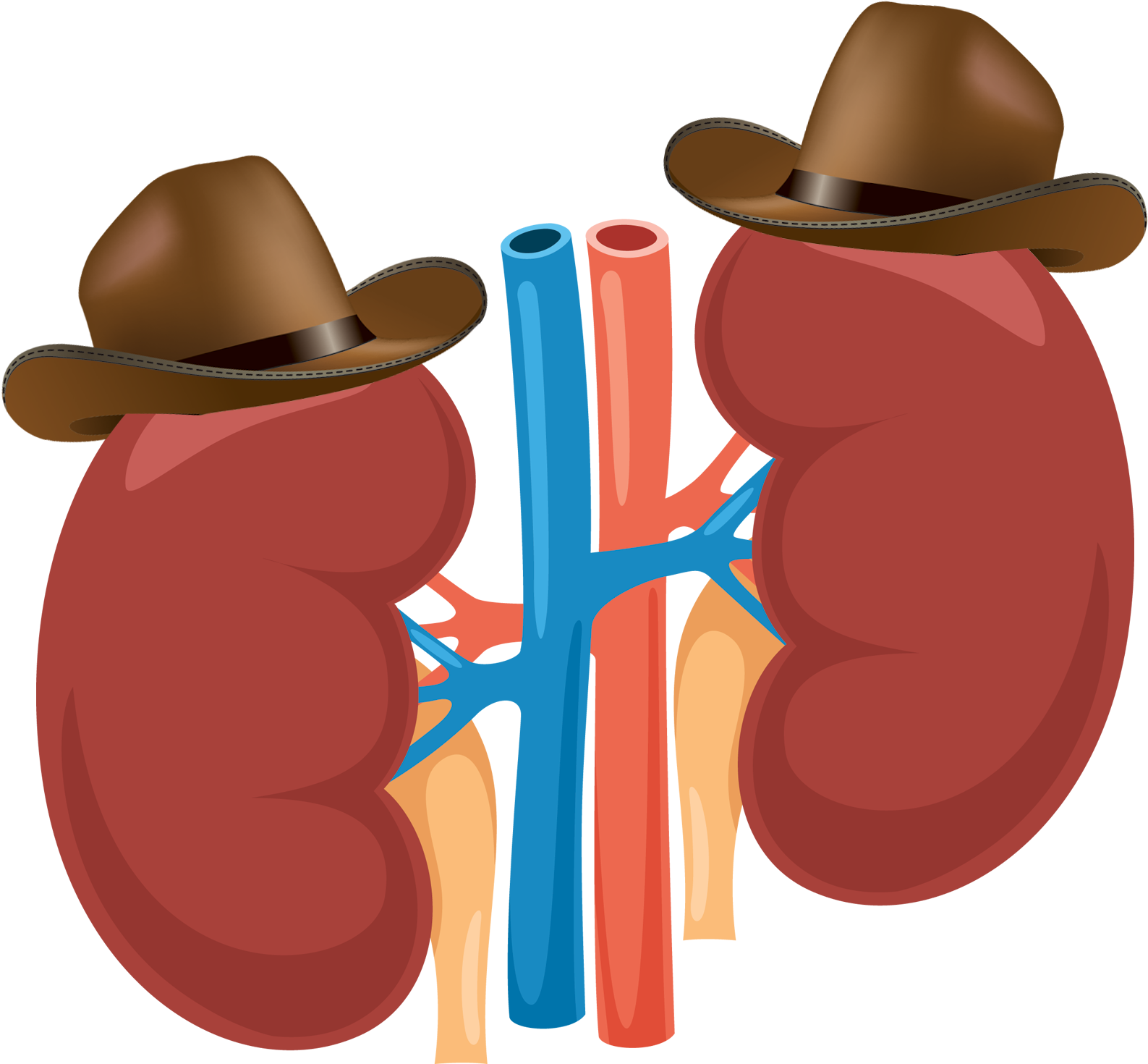 Most Patients With Kidney Problems Don't Know They - Kidney Vector (2188x1766), Png Download