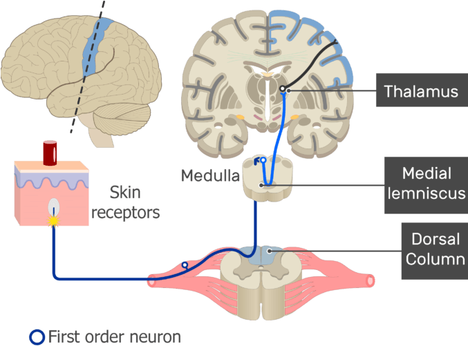 Action Potential Through Neuron Imageapsensory Touch - Somatic Nervous System (676x550), Png Download