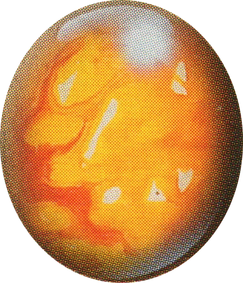 Topaz - Deltora Quest Topaz (786x916), Png Download