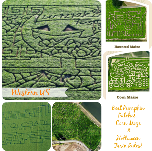 Here Is A List Of Some Of The Best Pumpkin Patches, - Grass (600x600), Png Download