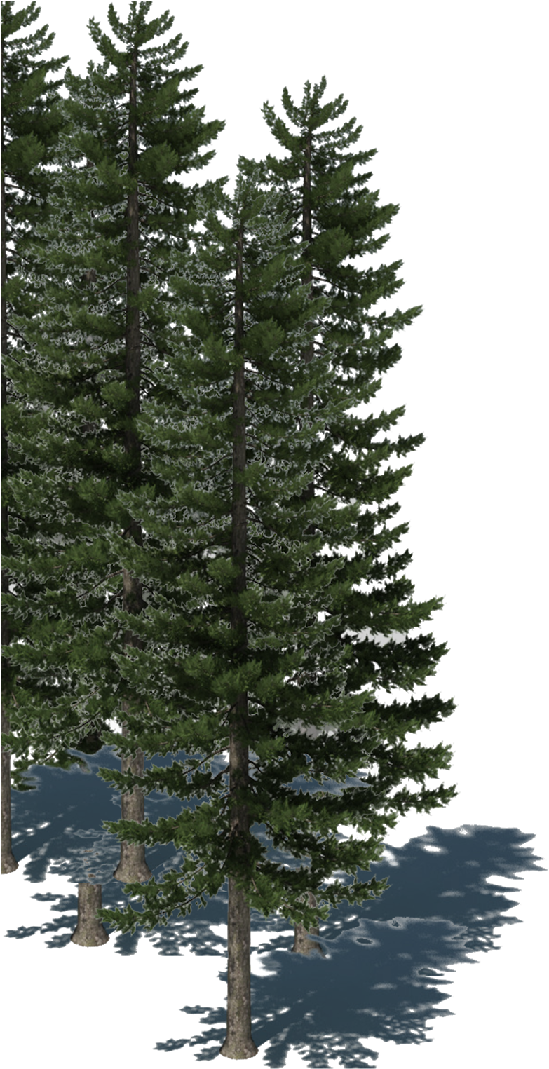 Visit My Other Website For More New Png - Pine Tree (1109x1600), Png Download