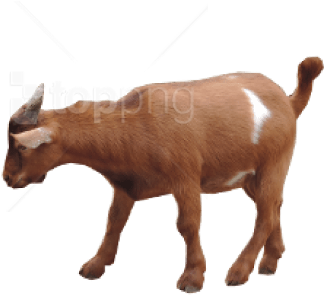 Free Png Goat Png Images Transparent - Brown Goats Png (850x638), Png Download