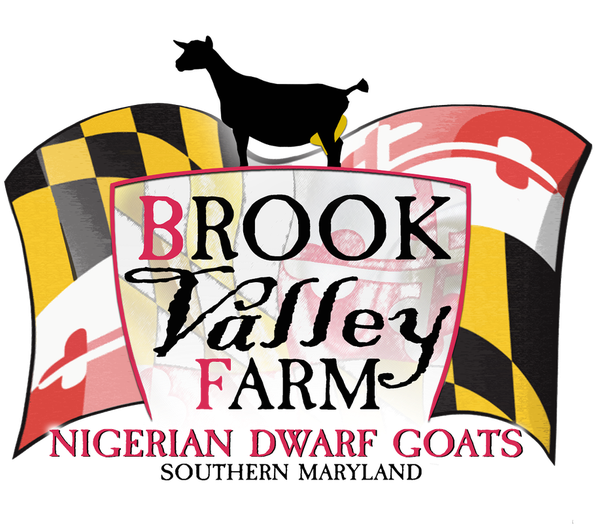 Raising Quality, Adga-registered Nigerian Dwarf Goats - Poster (595x524), Png Download