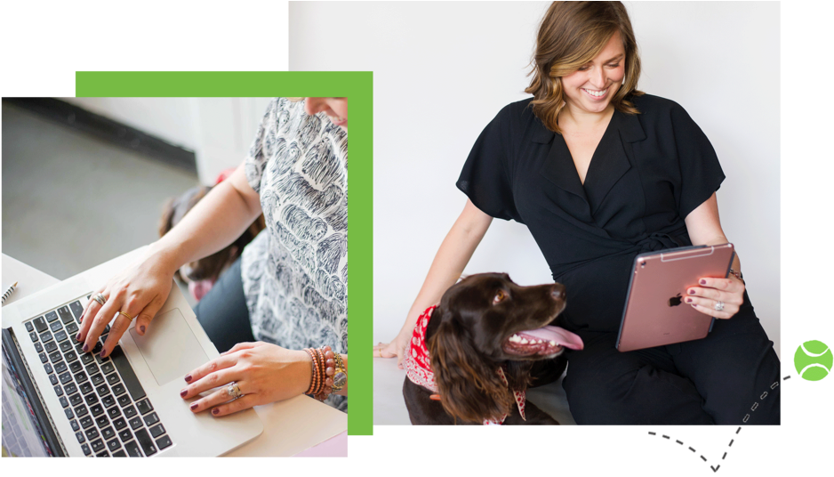 Process Header Mobile - German Shorthaired Pointer (1000x570), Png Download