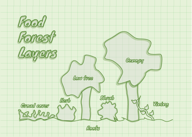 Layers Of A Food Forest - Diagram (780x560), Png Download