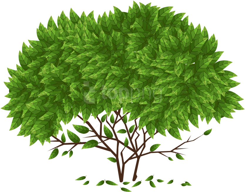Free Png Tree Png Images Transparent - Knowledge Should Make You Humble Not Arrogant (850x667), Png Download