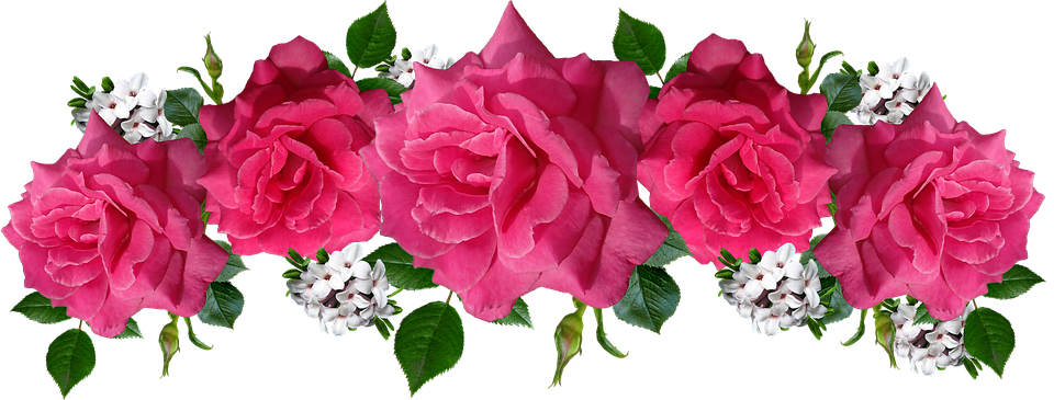Roses Pink Flowers Daphne Arrangement Garden - Garden Roses (960x365), Png Download