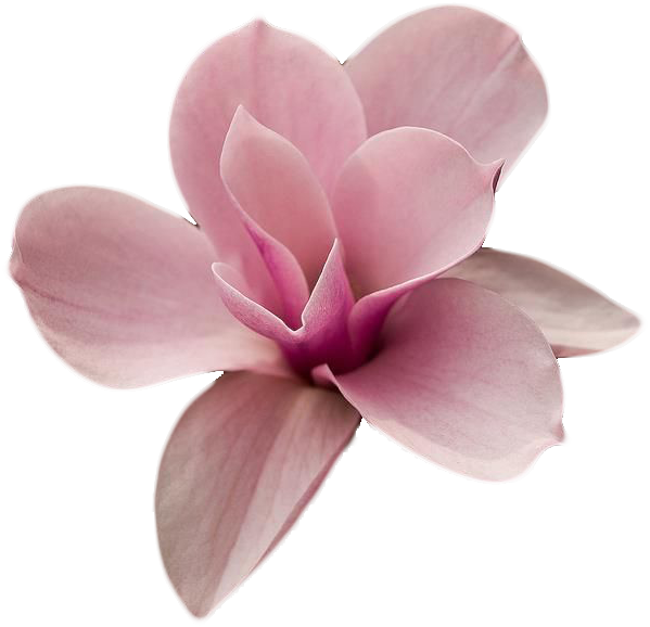Pink Magnolia Flowers (599x578), Png Download