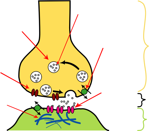 Neurotransmitter - Calcium Channel In Synapse (800x515), Png Download