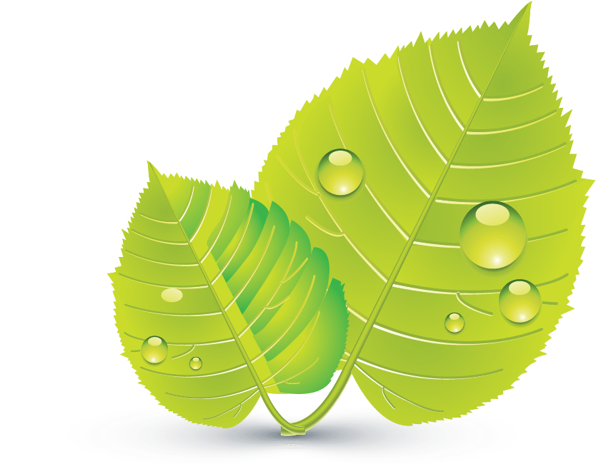 Design Free Logo Green Leaves Online Template - Icon (894x819), Png Download