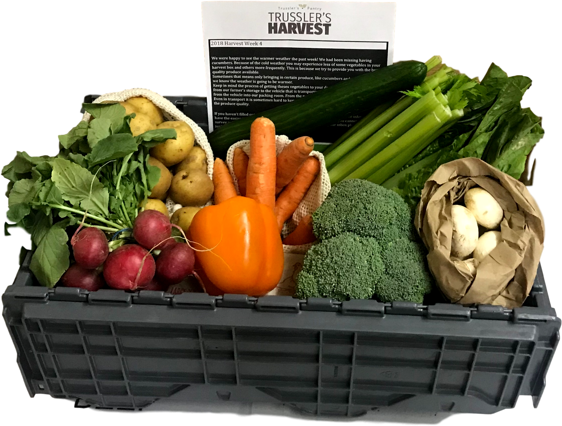 Single Person - Root Vegetable (3160x2044), Png Download