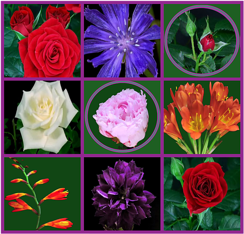 Bleed Area May Not Be Visible - Garden Roses (600x619), Png Download