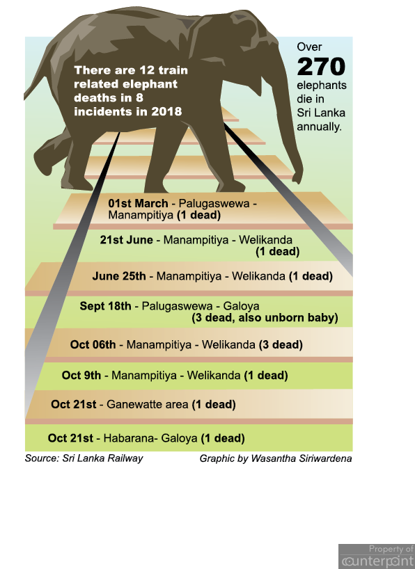 Twelve Elephants Were Killed By Trains This Year, Nine - Indian Elephant (789x817), Png Download