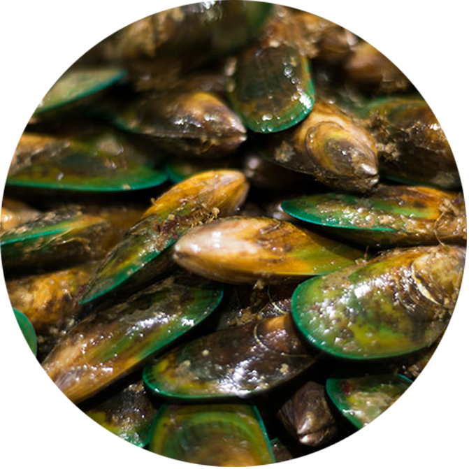 Mussel (671x671), Png Download