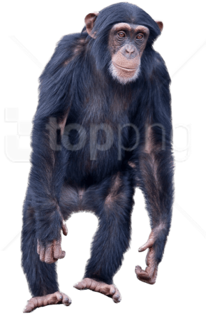 Download Monkey Standing Png Images Background - Chimpanzee Png (850x567), Png Download