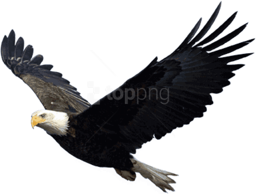 Free Png Download Eagle Png Images Background Png Images - Eagle Png (851x644), Png Download