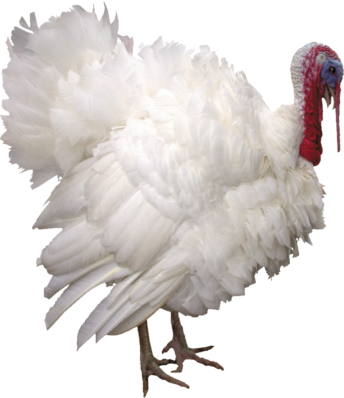 Turkey Bird Png Image With Transparent Background - Индюк Png (690x800), Png Download
