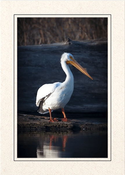 American White Pelican - Water Bird (620x637), Png Download