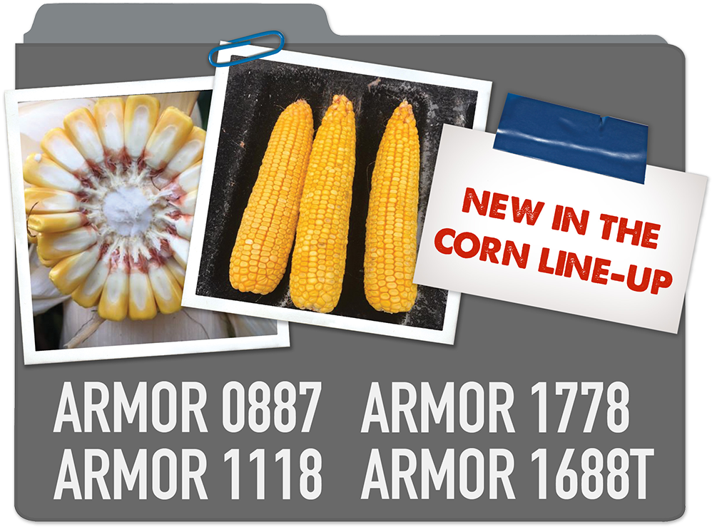 New Corn Line-up Armor 0887, Armor 1778, Armor 1118, - Corn Kernels (1044x791), Png Download