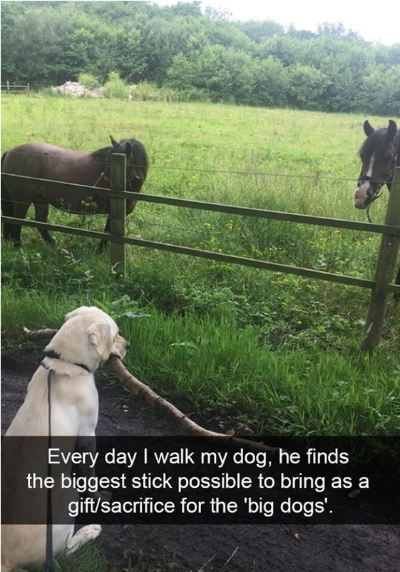 Author Cleanmemesposted On March 29, 2019 February - My Dog Super Memes (800x800), Png Download