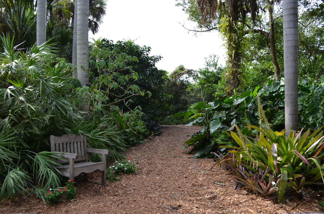 1099 X 727 1 - Tropical Forest Png (1099x727), Png Download