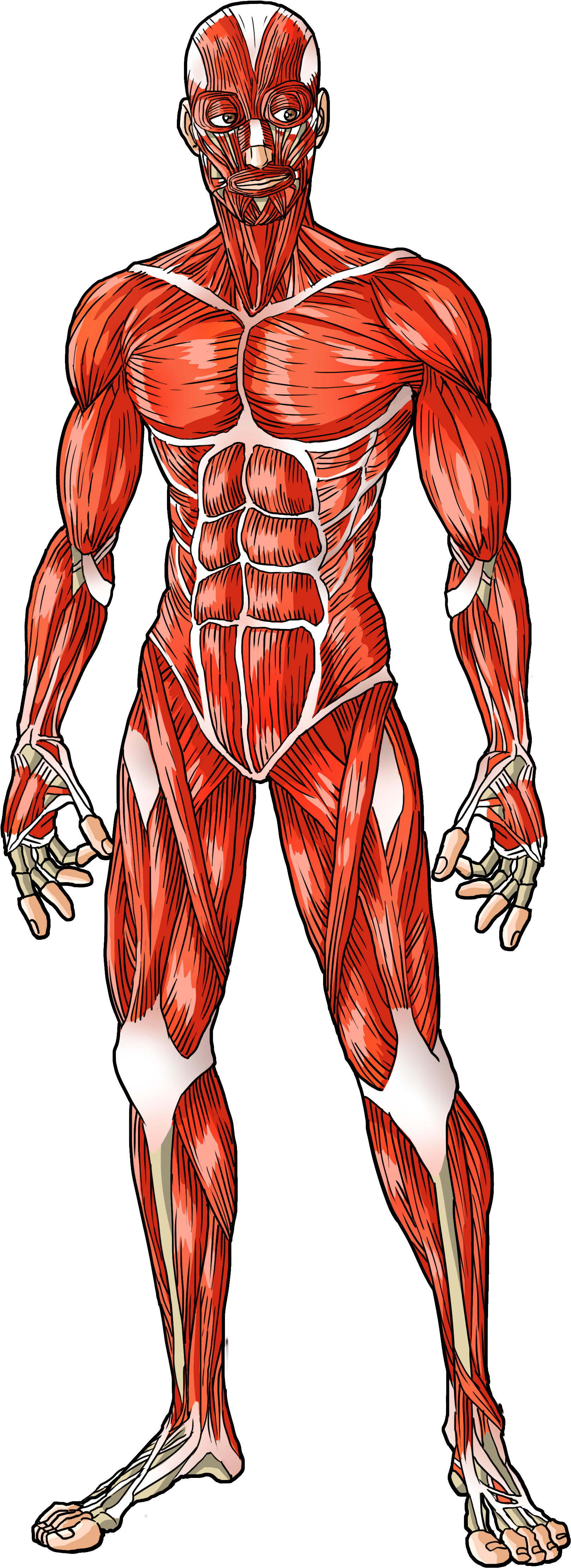 Male Muscular System - Illustration (3300x5100), Png Download