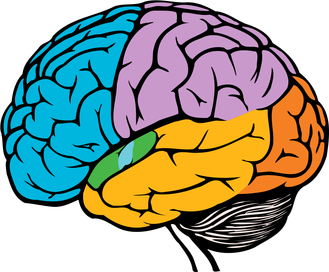 Parts Of The Brain Png - Easy Simple Brain Drawing (1080x880), Png Download