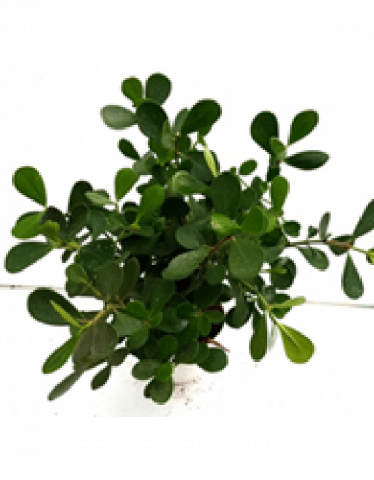 Glusia Dwarf Plant With Fertilizer - Houseplant (540x693), Png Download