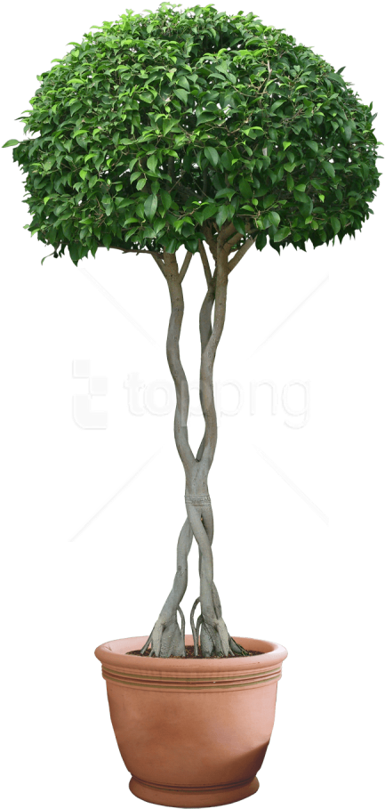 Download Plants Png Images Background - Plant Png (480x927), Png Download