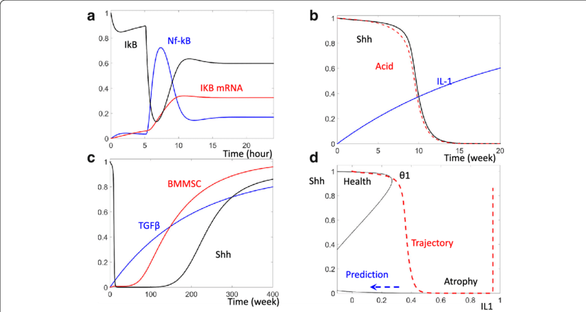 Dynamic Change Of Nf-κb And Shh Following Hp Infection - Diagram (850x453), Png Download