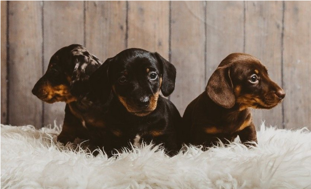 Miniature Smooth Haired Minature Dachshund - Dachshund (640x480), Png Download