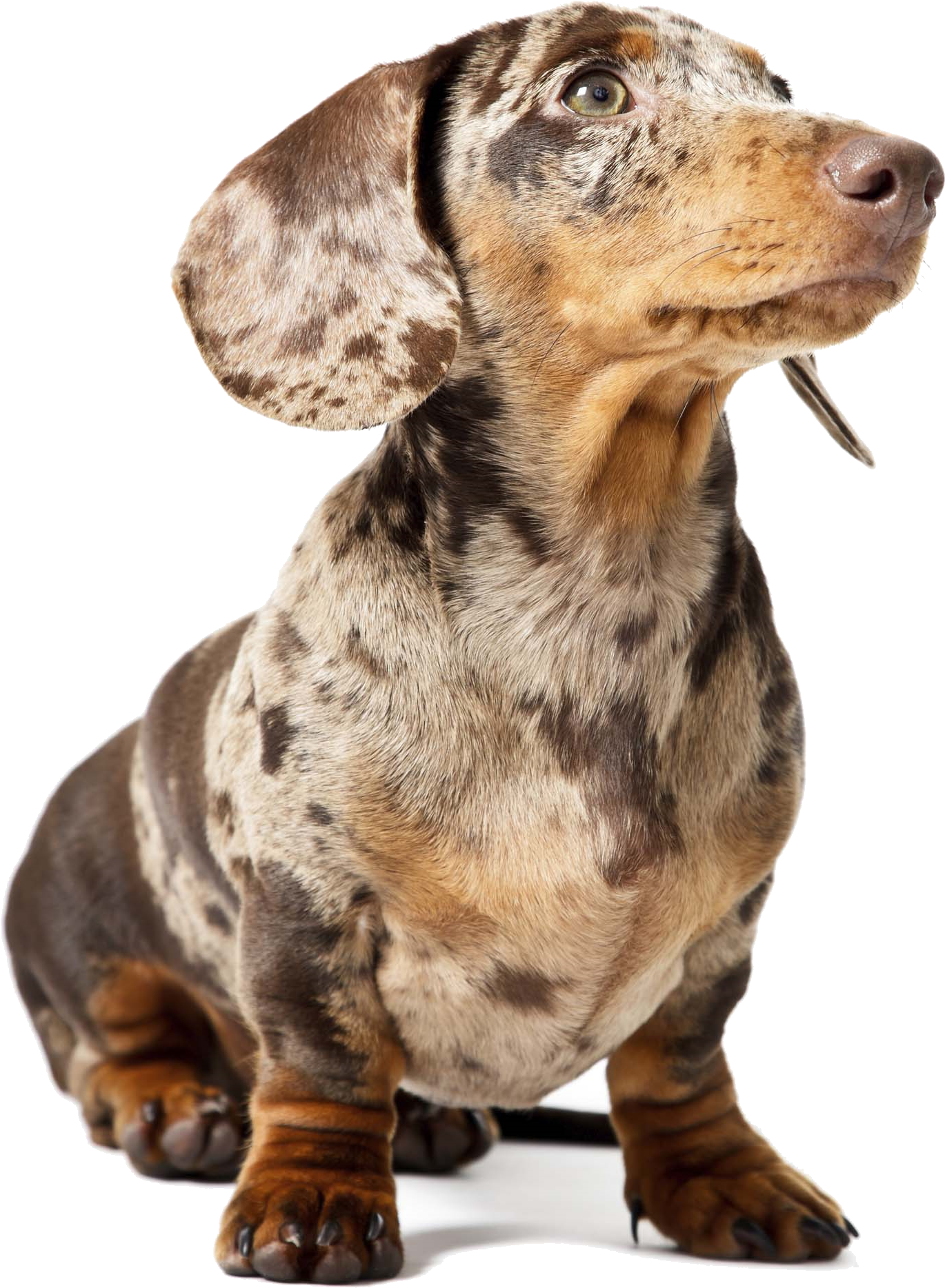 Use Choc Dapple No Back - Australian Shepherd And Dachshund (1803x2300), Png Download